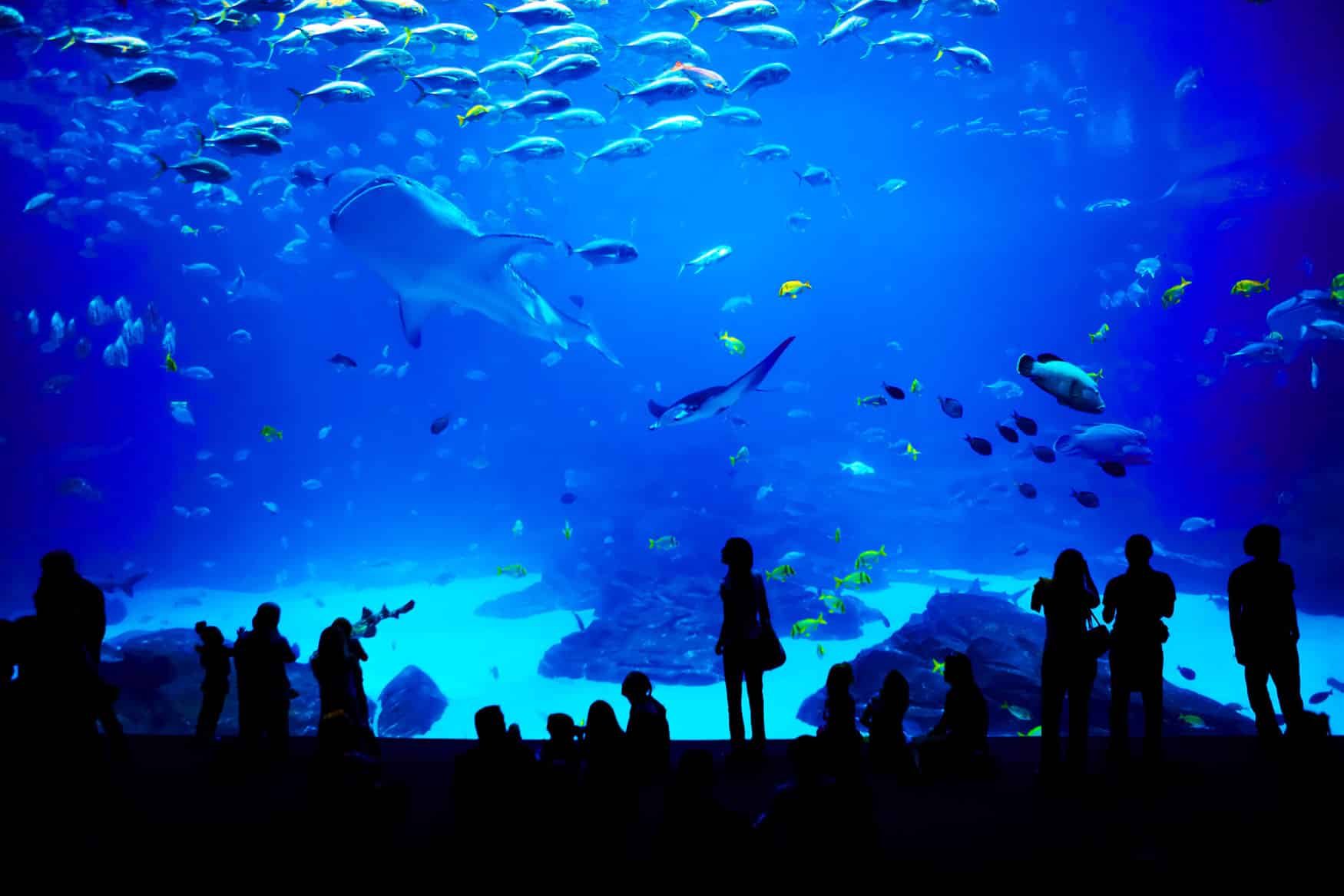 Visit to the Aquarium in Montpellier “Mare Nostrum”